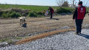 Flamingolar için doğaya yem bırakıldı