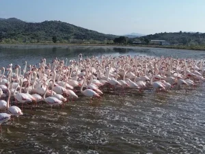 Flamingolar Taşan Tarlalarda