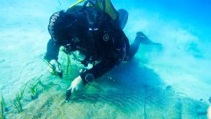 Garanti BBVA ve TURMEPA’dan deniz çayırlarına mavi nefes