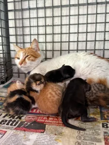 Gebe Köpek Kurtarılamadı, Yavruları Anne Kedi Sahiplendi