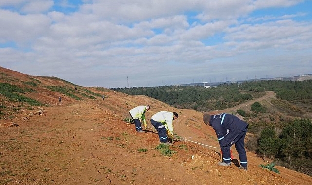 Gebze’de 4 bin 500 sedir ağacı toprakla buluştu