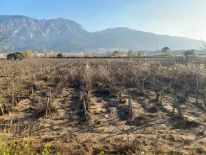Gediz Nehri Taştı, Tarım Arazileri Su Altında Kaldı