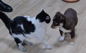 Göle’de Belediye Başkanı’nın Evlat Edindiği Mia ve Fındık