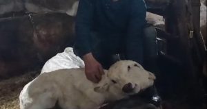 Görenleri şaşkına çevirdi: Çift başlı buzağı dünyaya geldi