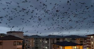 Görüntü Türkiye’den… Kargalar bu şehrimizi istila etti