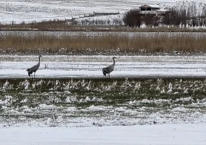 Hafik Gölü’nde Turna ve Kazlar Karda Yiyecek Arıyor