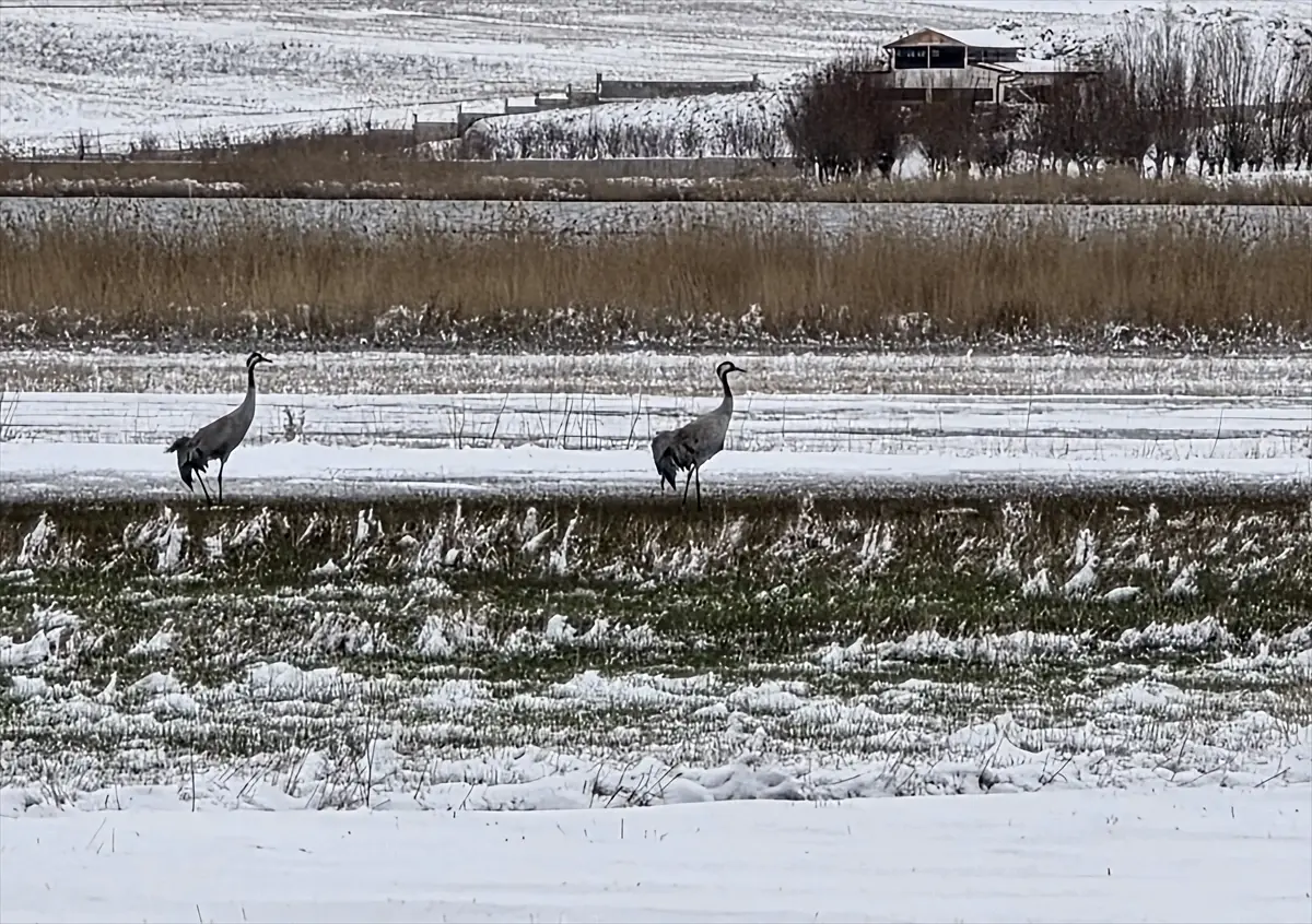 Hafik Gölü’nde Turna ve Kazlar Karda Yiyecek Arıyor