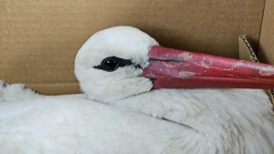 Hatay’da göç yolundaki leylekler vuruldu