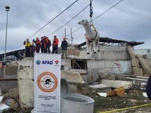 Hayvanların Acil Durumda Korunması Projesi