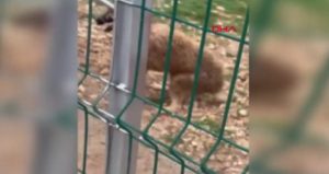 Hayvanseverleri ayağa kaldıran görüntülere soruşturma