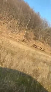 İnegöl’de Araç Sürücüleri Geyiklerle Karşılaştı