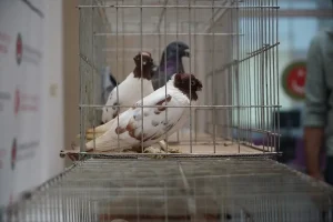 İpsala Sınır Kapısı’nda Kaçak Hayvan Ele Geçirildi