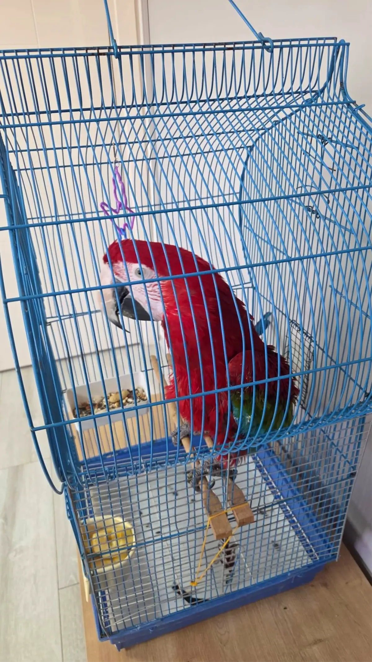 İpsala’da Kaçak 3 Macaw Papağanı Ele Geçirildi