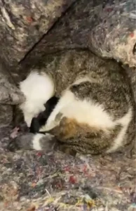 İskenderun’da Kedi ve Yavruları Kurtarıldı