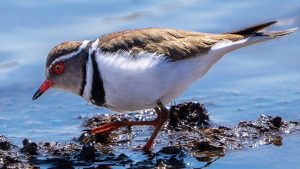 İsmi ‘takkeli cılıbıt’ olan kuş, Türkiye’de ilk kez görüldü