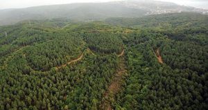 İstanbul’a ‘RES’ darbesi! Kuzey Ormanları’nda 17 bin ağaç kesilecek