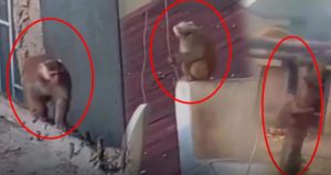 İstanbul’da çatıdan çatıya atlayan maymun ortalığı birbirine kattı