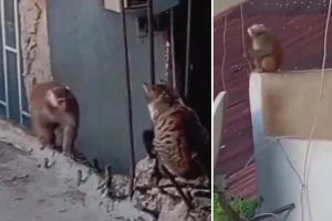 İstanbul’da çatıdan çatıya atlayan maymun ortalığı birbirine kattı