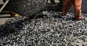 İstavriti tahtından indirdi: Tam 3 bin 697 ton satılarak zirveye oturdu