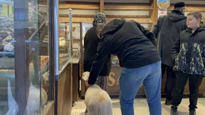 İznik’te Kuzu ve Sahibi Ayrılmaz İkili