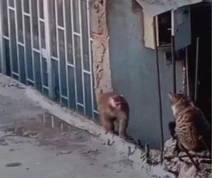 Kadıköy’de İzinsiz Maymun Kaçtı