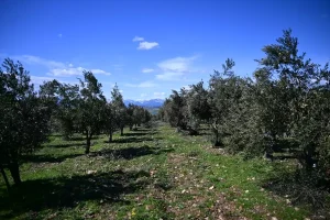 Kahramanmaraş’ta Zeytin Bahçeleri için Soğuk Hava Uyarısı