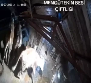 Kars’ta Ahır Çöktü, Hayvanlar Kurtarıldı