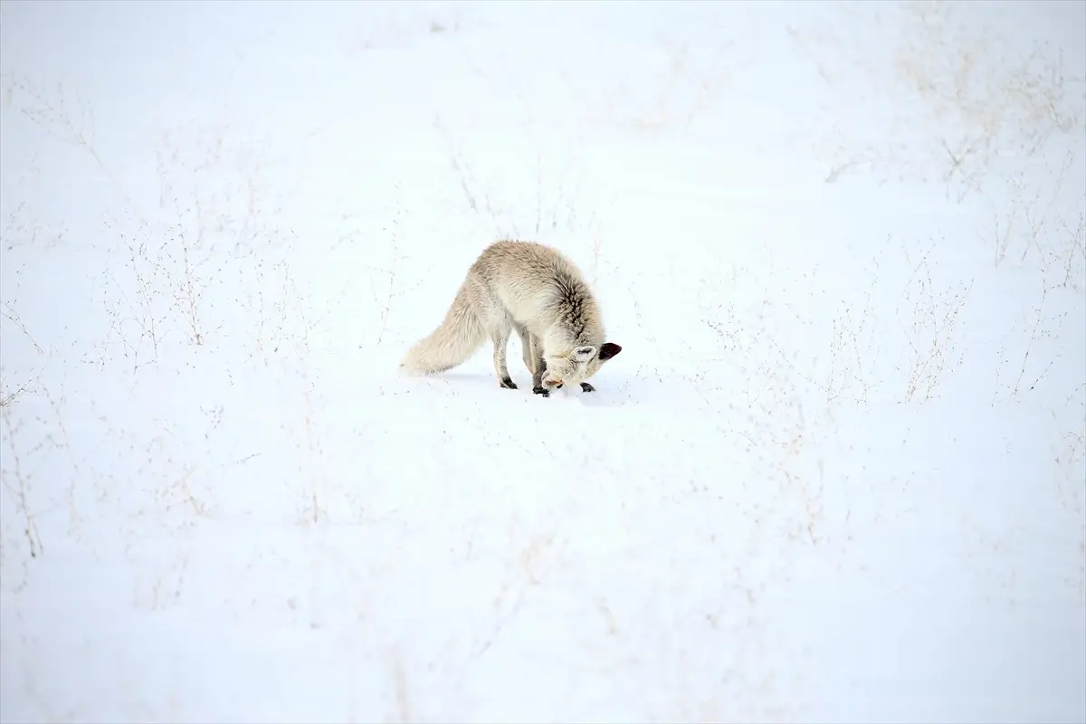 Kars’ta Kızıl Tilkiler Av Peşinde