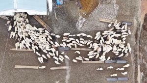 Kars’ta kuzuların anneleriyle buluşma anları drone ile kaydedildi