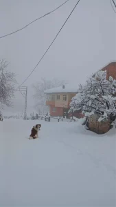 Kastamonu’da Kar Yağışı 243 Köy Yolunu Kapattı