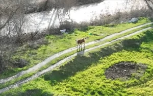 Kaybolan buzağı dron ile bulundu