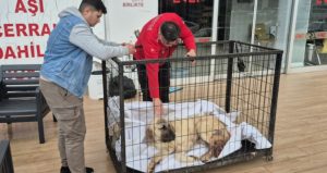 Kayıp ilanıyla aranan köpek vurulmuş halde bulundu!