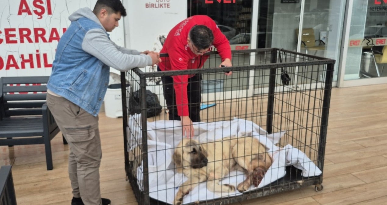 Kayıp ilanıyla aranan köpek vurulmuş halde bulundu!