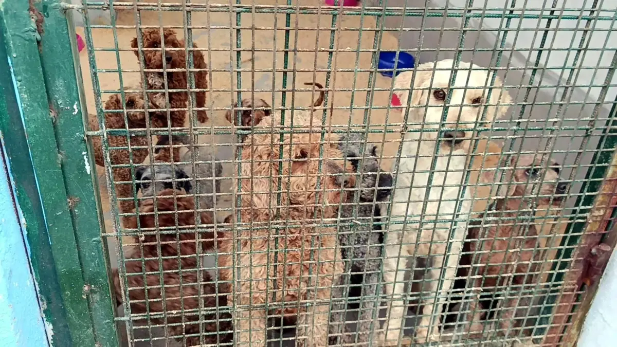 Kayıt Dışı Köpek Çiftliğine Operasyon