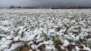Kayseri Pınarbaşı’nda Kar Yağışı