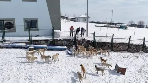 Kayseri’de Sokak Hayvanlarına Yem Bırakıldı