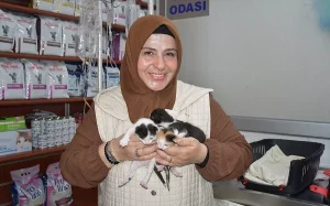 Kedi Sezaryenle 3 Yavru Dünyaya Getirdi