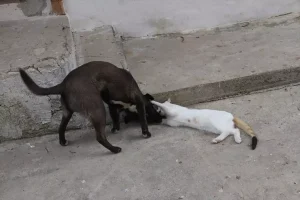 Kedi ve Köpekteki Dostluk Mesajı