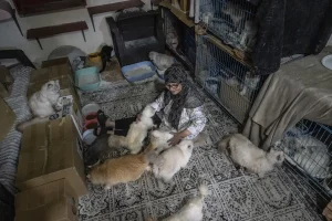 Kedileri İçin Savaştı