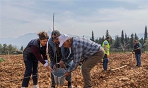 Kesilen cevizlerin yerine umut filizlendi