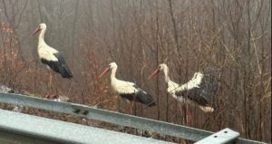 Kırklareli’de göçmen leylekler sise takıldı: Yüzlerce kuş kara yoluna indi