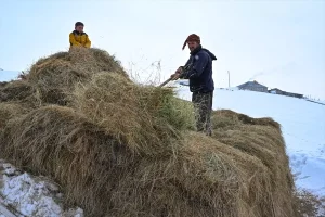 Kışın Zorluklarına Rağmen Hayvancılığı Sürdürüyorlar