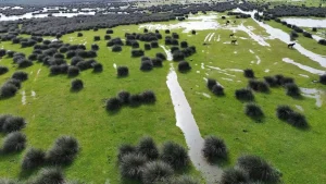 Kızılırmak Deltası’nda Kuş Kuluçka Dönemi Başladı