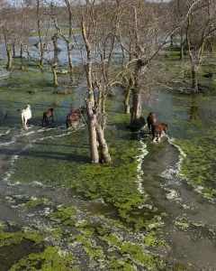 Kızılırmak Deltası’nda Yılkı Atları Görüntülendi