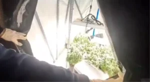 Kocaeli’de Uyuşturucu Operasyonu: 36 Gözaltı