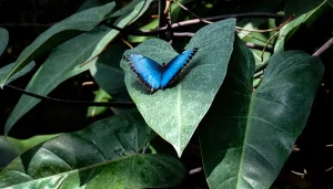 Konya’da Kelebek Bahçesi Ziyaretçileri Ağırlıyor
