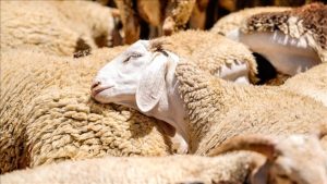 Küçükbaş Hayvancılığa Destek Projesi’ne başvuru