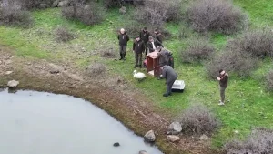 Kuğu Doğaya Kavuştu