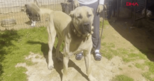 Kulakları kesilen yavru köpekleri 30-40 bin liraya satmışlar!