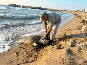 Kuşadası’nda 3 Deniz Kaplumbağası Cansız Bulundu